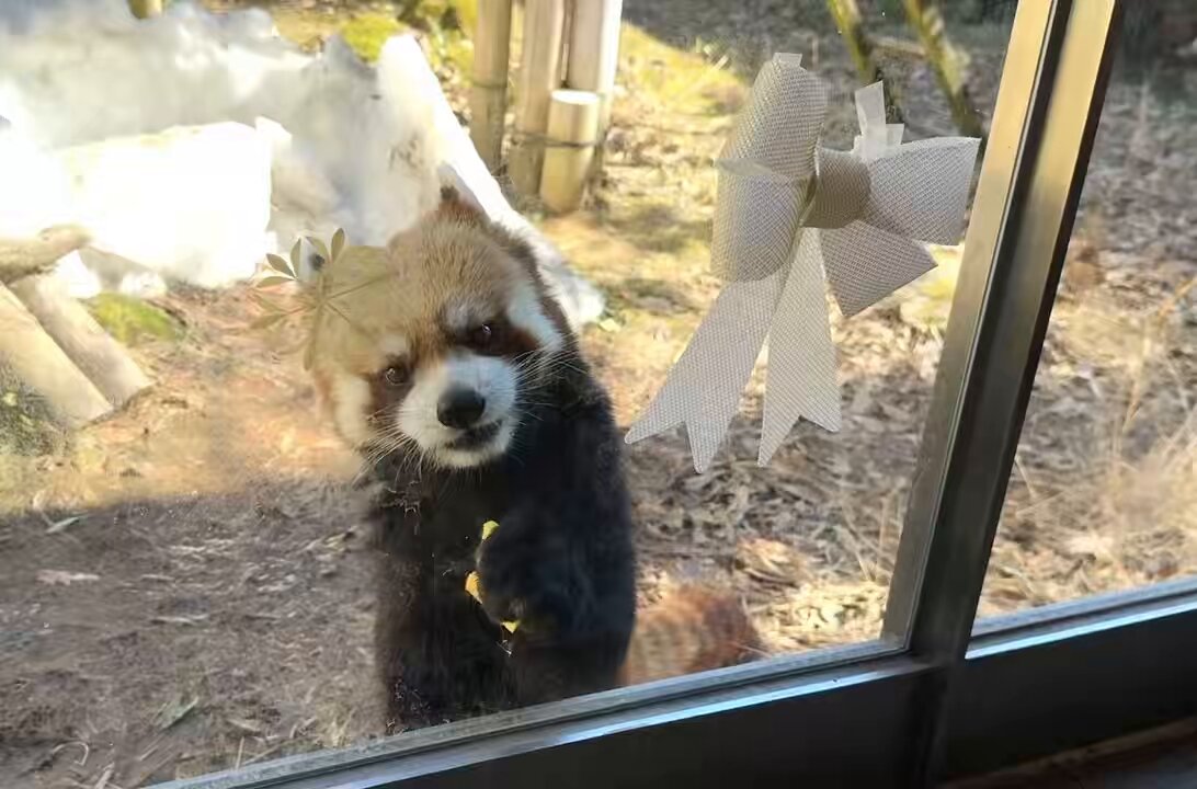 プチトマ (@Ohainko) / Posts / X