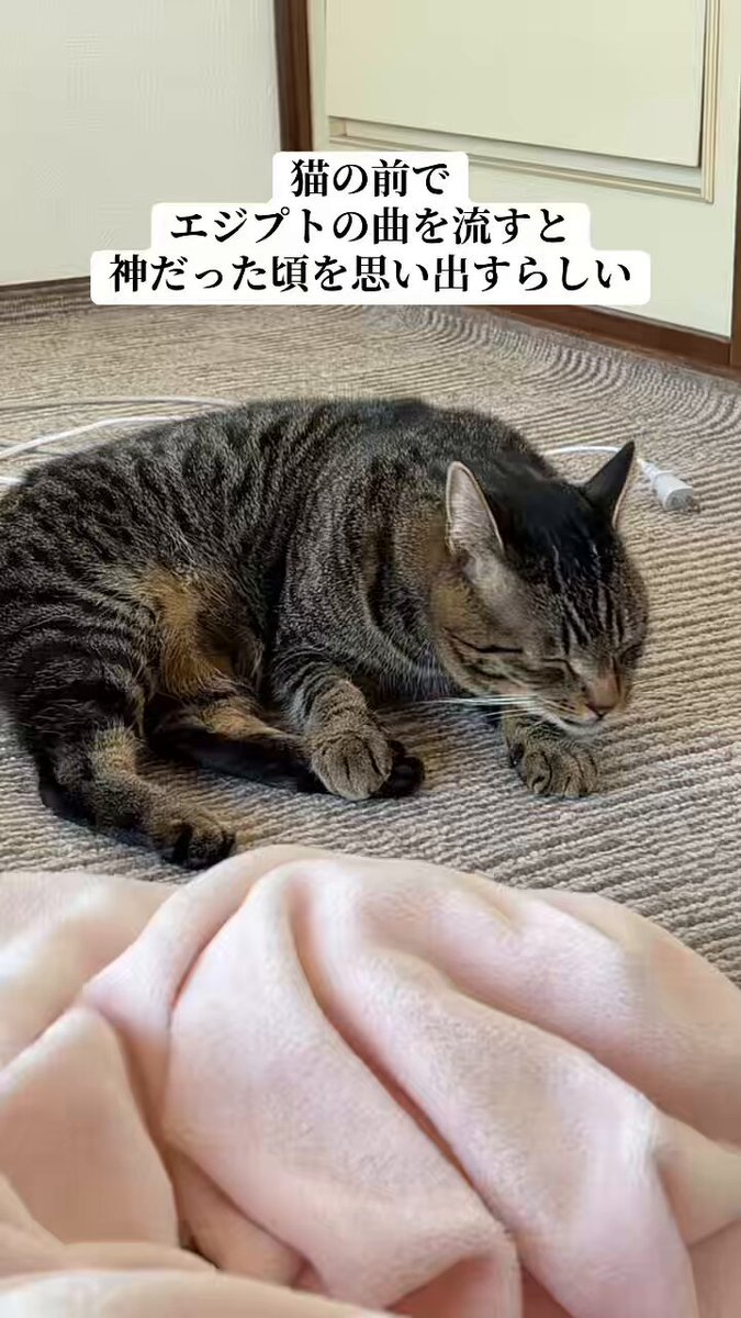 ゆっちゃん🐶🎉ゆっチャンネル🔥Breaking down7出場✊ (@yucchanman_)