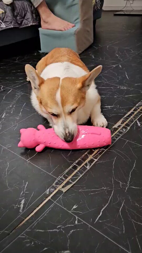 シーフーサン🍭(コーギー) (@usamikun) / Posts / X