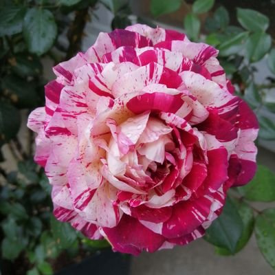 オキシ系いろは (クリスマスローズの世界展2026)