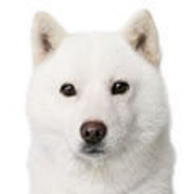 白戸次郎 (白戸家のお父さん) (@SHIRATOJIRO) / Posts / X