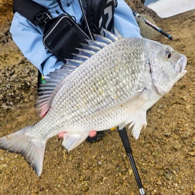 ミナミクロダイ