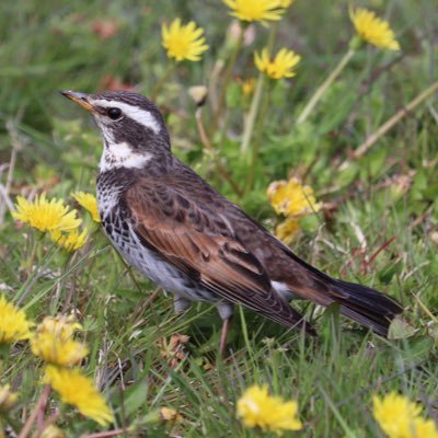 tsugumi (@color0326) / Posts / X