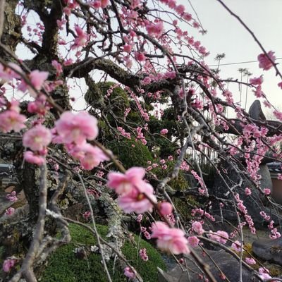 すもも (@Sumomo0116) / Posts / X