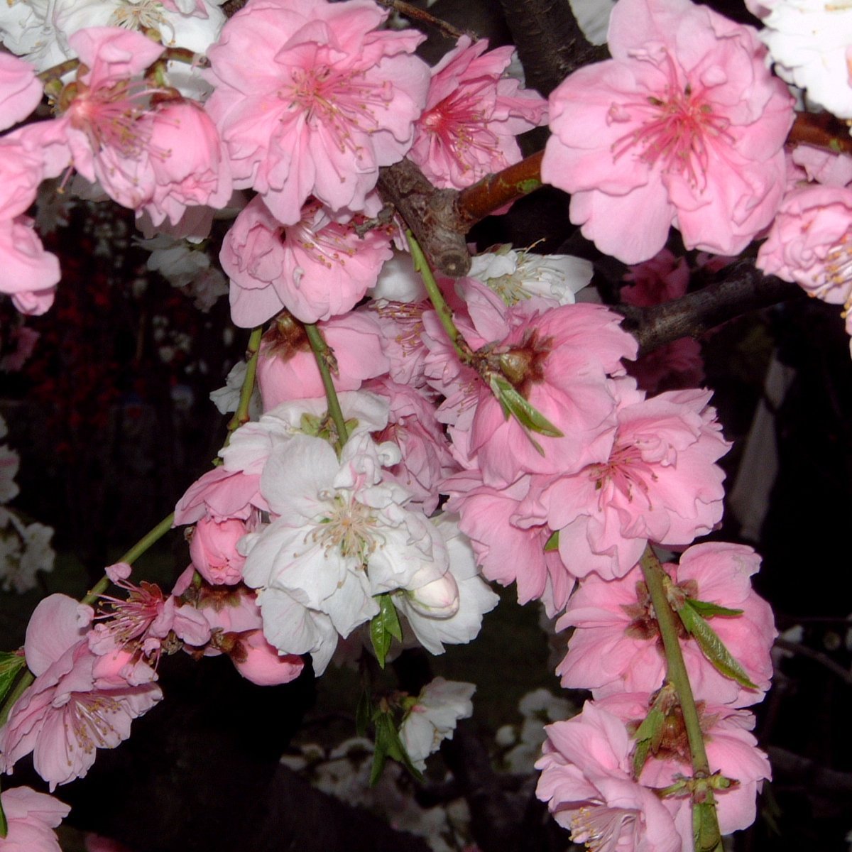 ひろりん♪ (@hirorin4649) / Posts / X