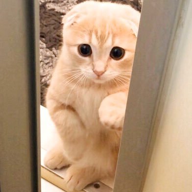 ねおの猫😺短足マンチカンよちひこ (@cat_yochihiko) / Posts / X