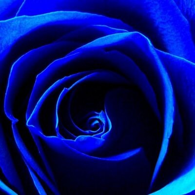 青い薔薇 (@Trans_Blue0630) / Posts / X