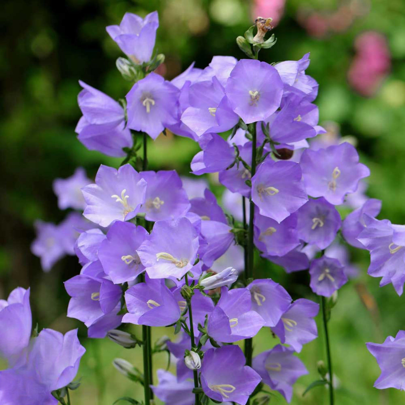 20s| Campanula Persicifolia 'Telham Beauty' - Authentic Seeds