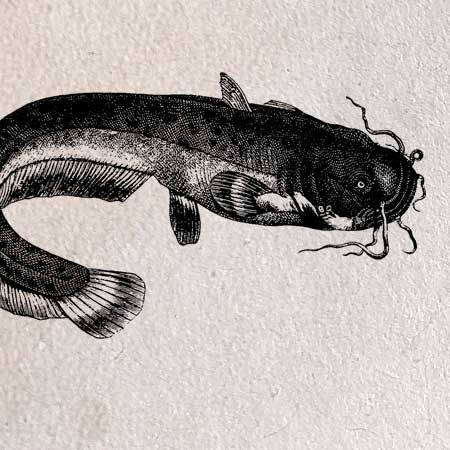 ナマズ（鯰）のイラスト | ペン画のフリー素材・アンティークな