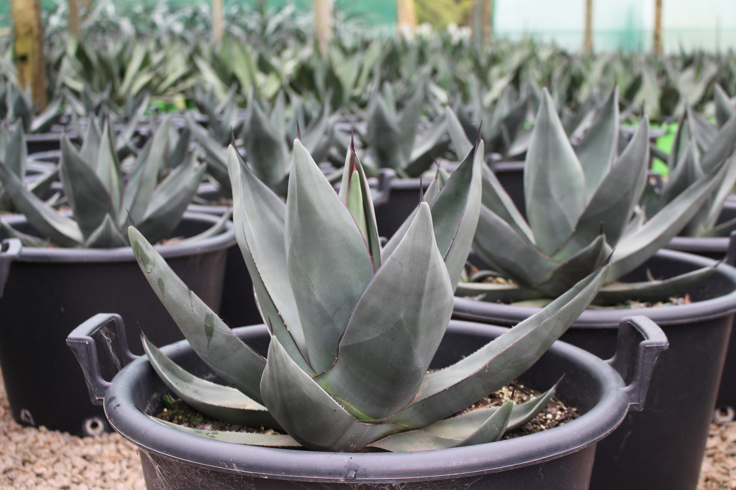 Agave Sharkskin – Peek Garden