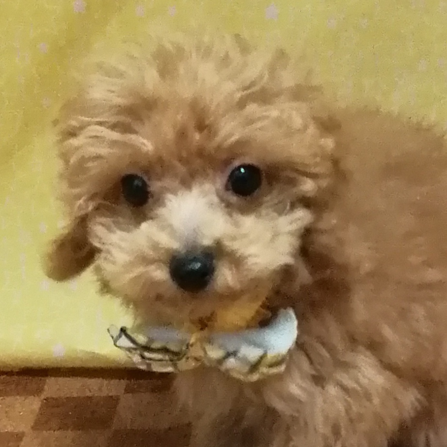 トイプードル | ペットフォレスト