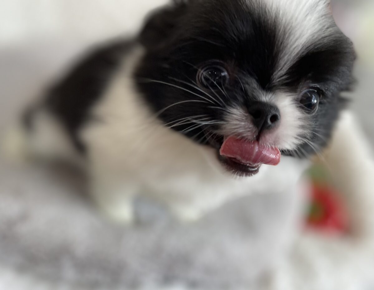 ミックス(チワワ×狆）（41－22） | 京都・大阪でワンちゃん、ネコ