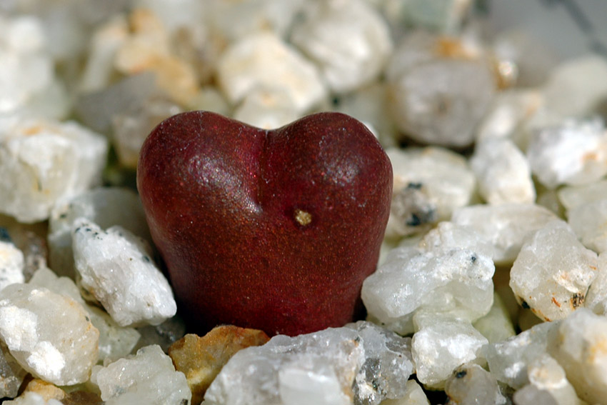 Conophytum roodiae subsp. sanguineum : conocono's コノフィツム