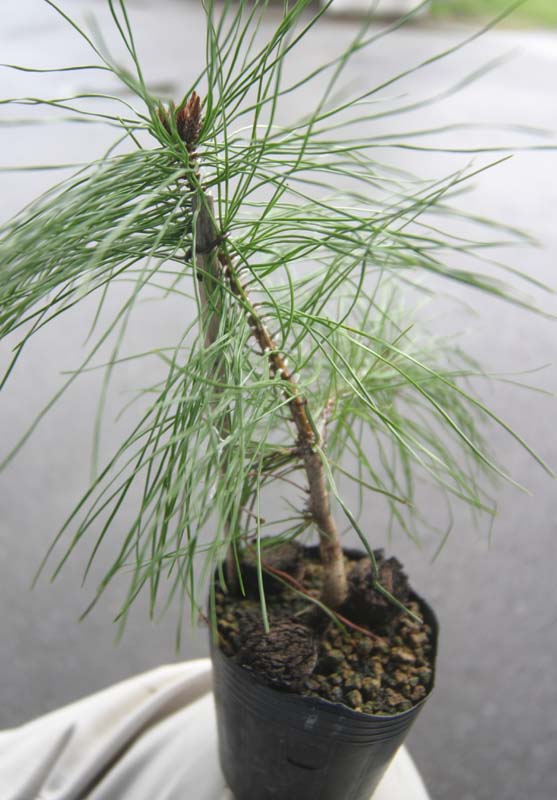 赤松実生－1 : 風流盆栽