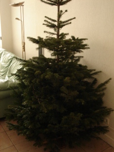 le sapin de noël （ル サパン ドゥ ノエル＝クリスマスツリー