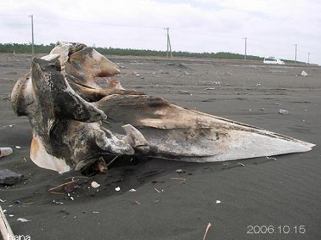クジラの骨 : ハナイカダの海辺の一歩