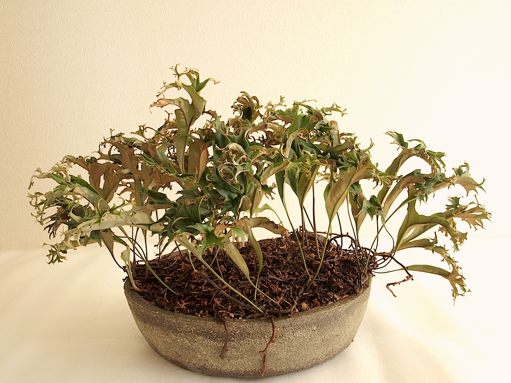 獅子葉ヒトツバ : Bizarre Plants