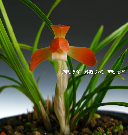 日本春蘭紅花「女雛」など No．906 : 東洋蘭風来記奥部屋