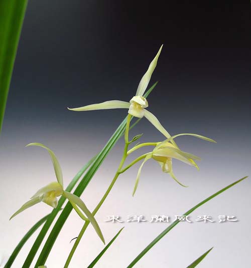 土佐寒蘭「豊雪」 No．1079 : 東洋蘭風来記奥部屋