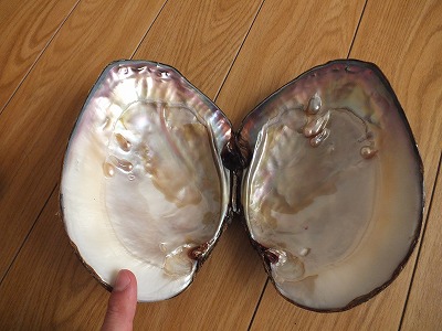 イケチョウガイ産卵？？？ : 秘湯・温泉・源泉・ぬる湯・新潟・魚沼市