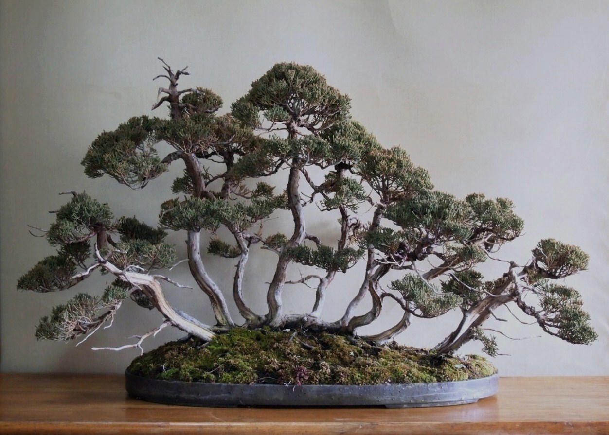 真柏の根連れ : 雨宮園 ～盆栽・山野草・陶芸～ 趣味が仕事でも・・・