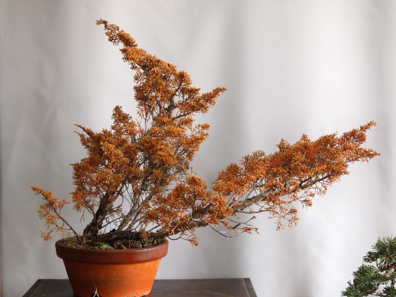 真柏 吹き流し : 雨宮園 ～盆栽・山野草・陶芸～ 趣味が仕事でも・・・