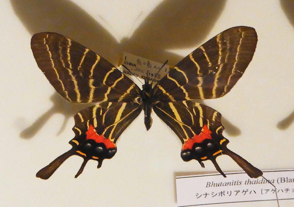 ブータンシボリアゲハ この貫禄はブータンの豊かさの象徴 2012.2.24