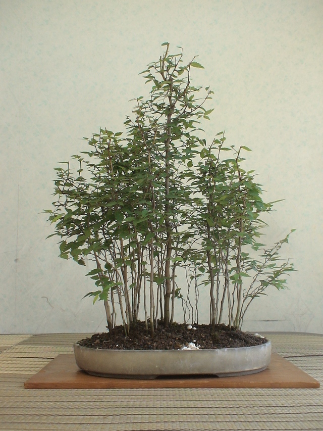 2012.葉月緑風・26 欅寄せ植え ケヤキ : 《 盆草遊楽 》