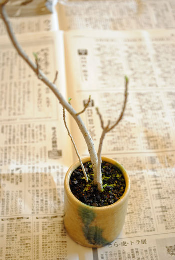 ハマボウ盆栽の植え替え : 本日、吉日。