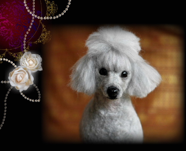 1309041】【1310081】トイ・プードルちゃん : Pal Rozen 作品集