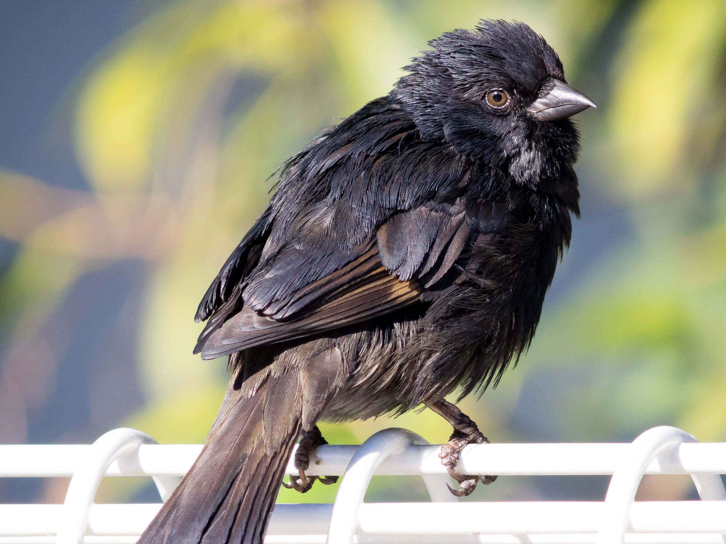 今年の〆は黒執事ならぬ黒スズメです。 : マクロチックフォト