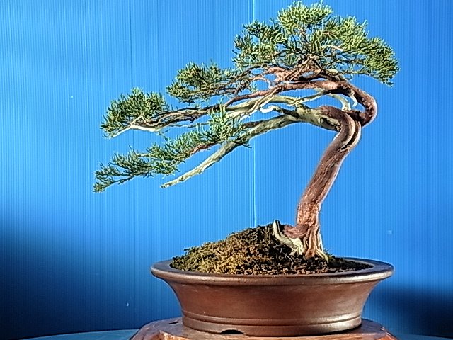 只今売り出し中、吹き流し北海道真柏 : bonsai英樹