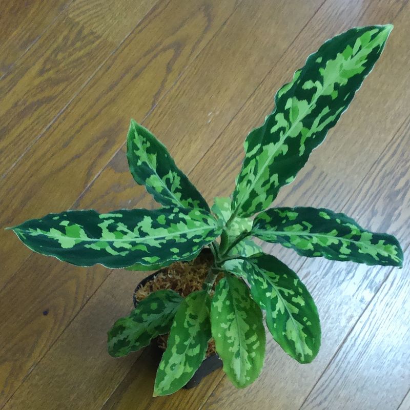 Aglaonema pictum 