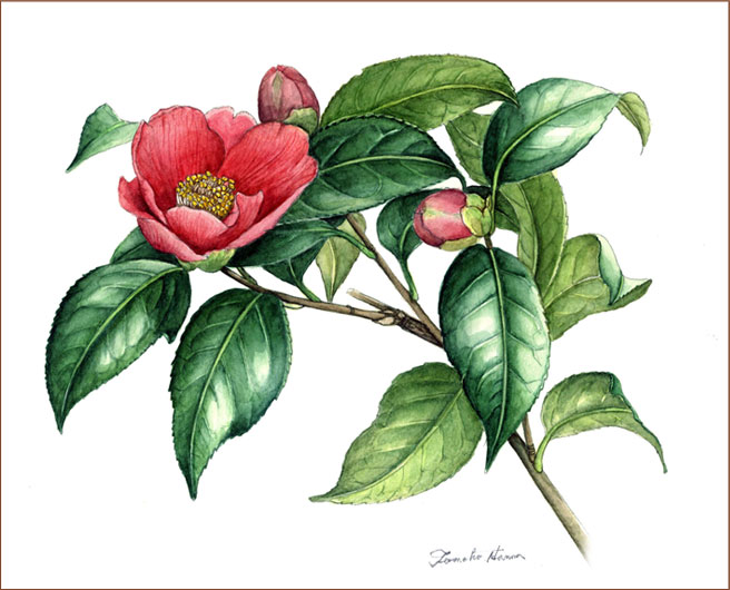 庭のヤブツバキが満開です～ : ボタニカルアート～四季折々～