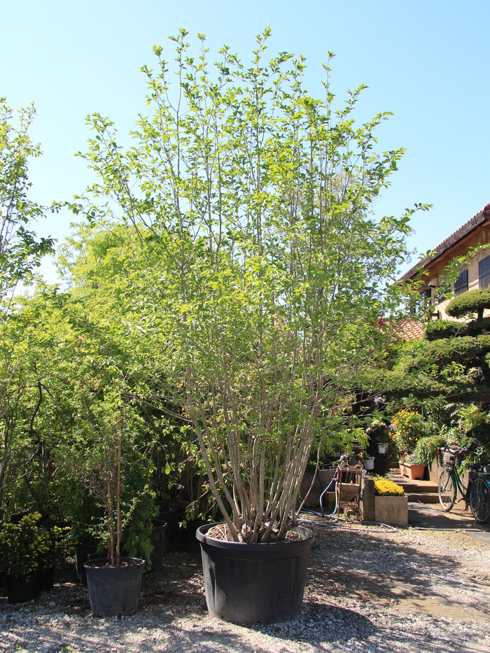 アオハダ 山採り 本株立ち 青膚 青肌 希少 貴重 販売 画像 写真 価格