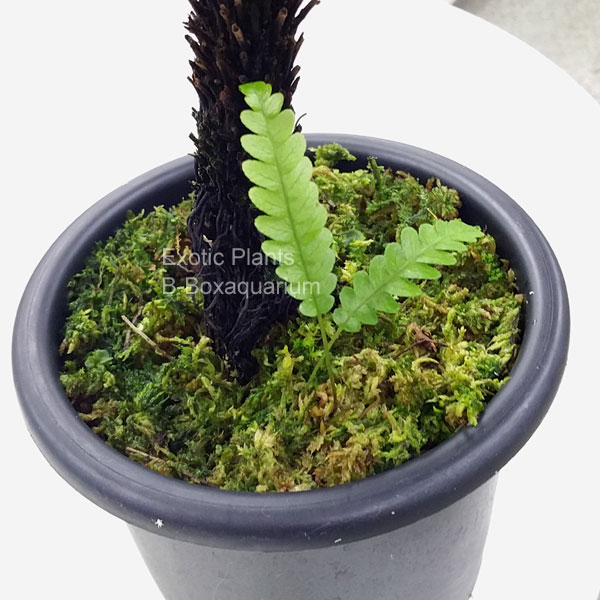 ブレクナム・オブツサタムというシダ植物 : ビーボックスアクアリウム