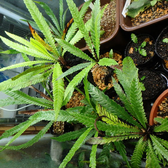 Blechnum obtusatum var. obtusatumの栽培について : コケシノブログ