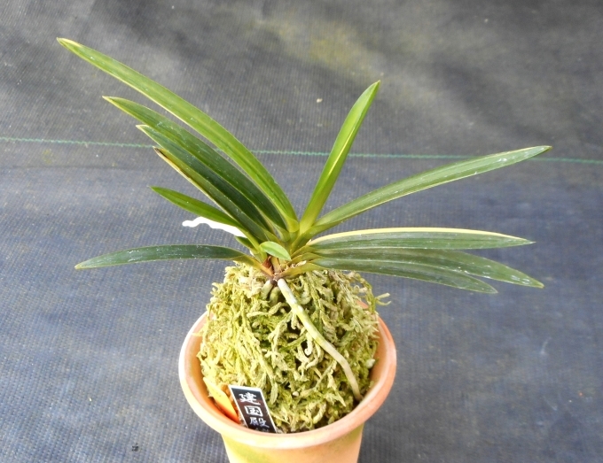 富貴蘭 建国縞 34 : 気ままな園芸倶楽部