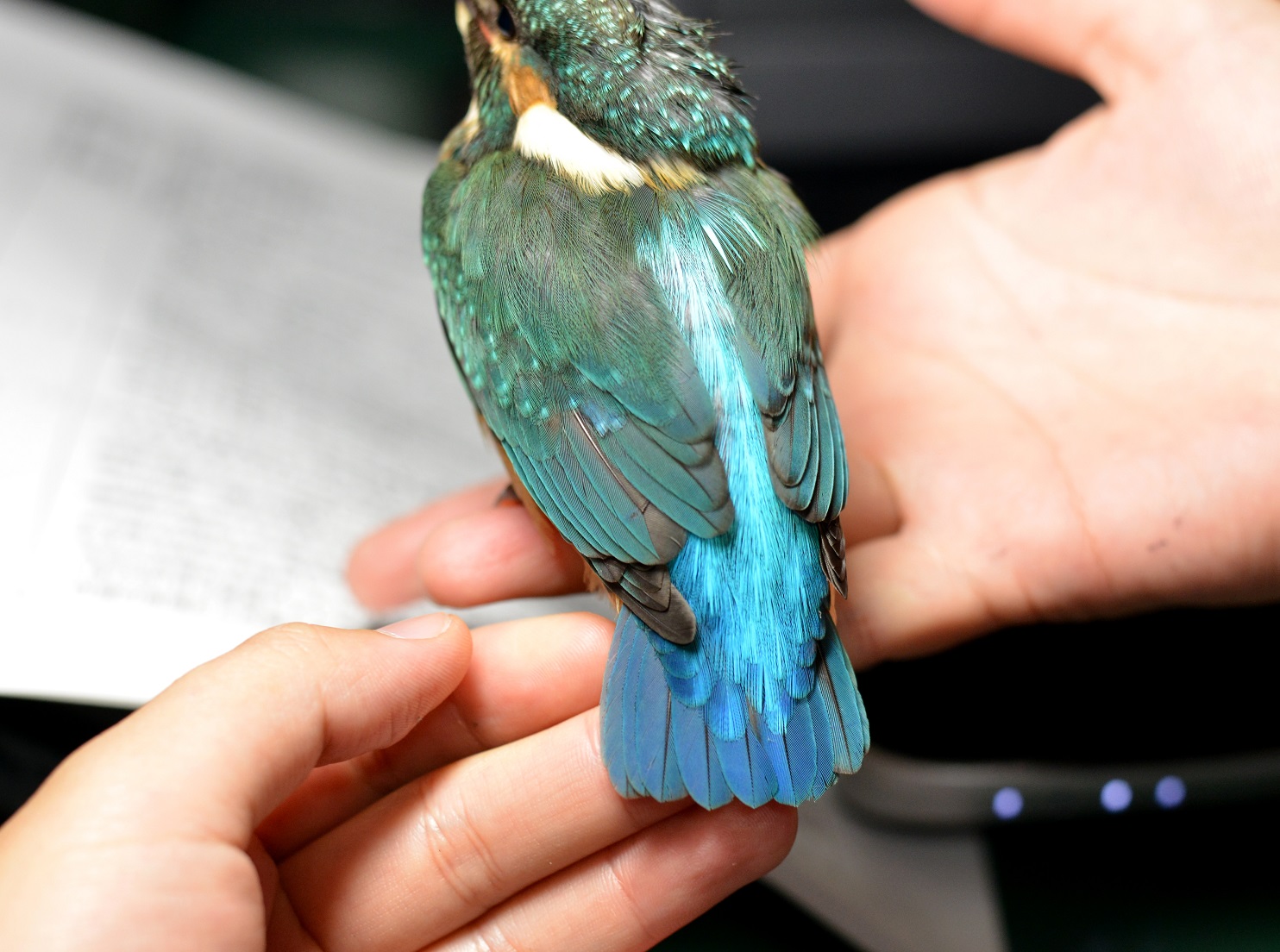 カワセミ保護＆閉館時間変更のお知らせ : 水元かわせみの里水辺の