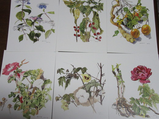 小磯良平氏の植物画 2016年12月10日（土） : 「今日の気になる事