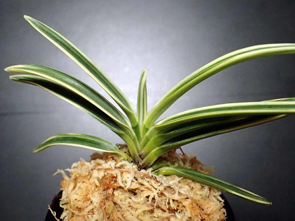 建白冠（建国殿白縞覆輪） : 富貴蘭チャンネル