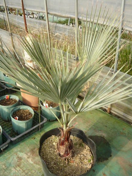 魅力的なシルバーリーフのヤシ : 風雅舎ブログ