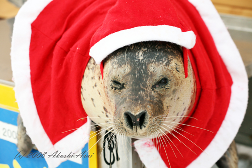 Happyあざらしblog♪ 『 晴れ晴れ 』