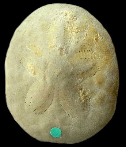 タコの枕はCaCO3+Mg : my earth my world