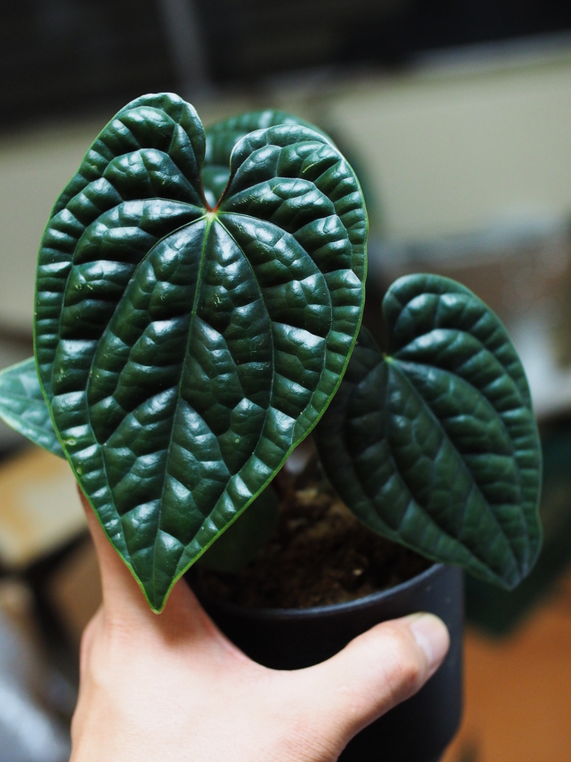 アンスリウム・ルクスリアンス : Blog: Living Tropically