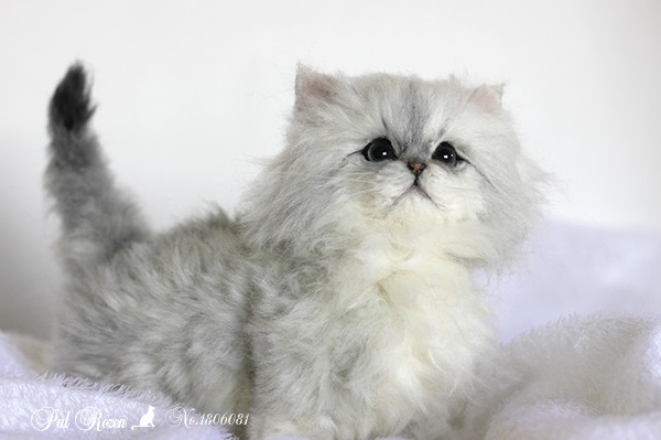 No.1806081】チンチラシルバー子猫ちゃん : Pal Rozen 作品集