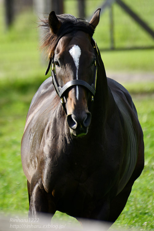 2018.7.27 社台スタリオンステーション☆キタサンブラック【Kitasan