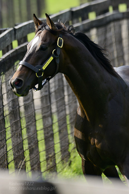 2018.7.27 社台スタリオンステーション☆キタサンブラック【Kitasan