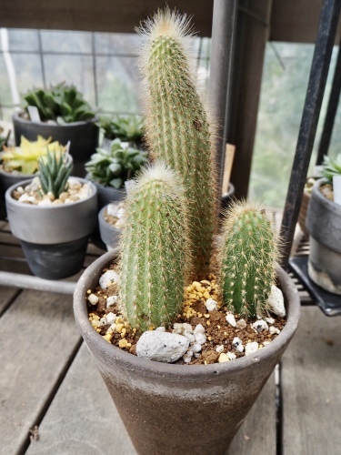 柱サボテン : daisy＆bee の多肉でガーデニング