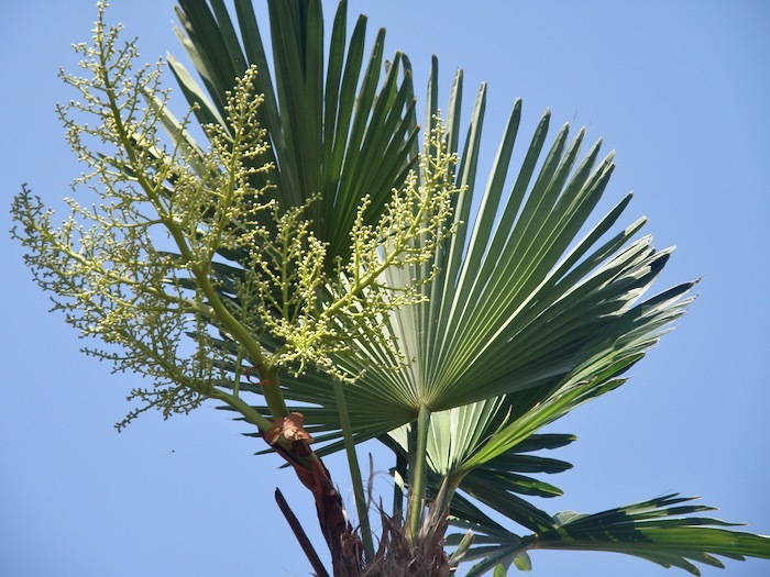 初めてのトウジュロ（唐棕櫚） : 楽餓鬼